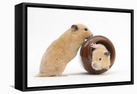 Two Golden Hamsters Playing with a China Pot-Mark Taylor-Framed Stretched Canvas