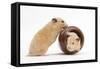 Two Golden Hamsters Playing with a China Pot-Mark Taylor-Framed Stretched Canvas