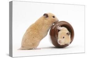 Two Golden Hamsters Playing with a China Pot-Mark Taylor-Stretched Canvas