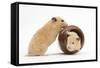 Two Golden Hamsters Playing with a China Pot-Mark Taylor-Framed Stretched Canvas