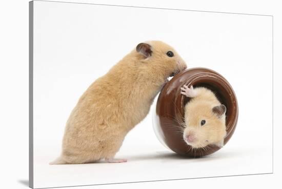 Two Golden Hamsters Playing with a China Pot-Mark Taylor-Stretched Canvas