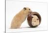 Two Golden Hamsters Playing with a China Pot-Mark Taylor-Stretched Canvas