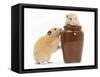 Two Golden Hamsters Playing with a China Pot-Mark Taylor-Framed Stretched Canvas