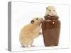 Two Golden Hamsters Playing with a China Pot-Mark Taylor-Stretched Canvas