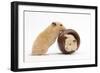 Two Golden Hamsters Playing with a China Pot-Mark Taylor-Framed Photographic Print