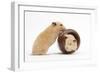 Two Golden Hamsters Playing with a China Pot-Mark Taylor-Framed Photographic Print