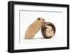 Two Golden Hamsters Playing with a China Pot-Mark Taylor-Framed Photographic Print