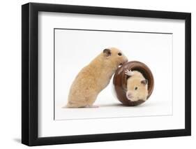 Two Golden Hamsters Playing with a China Pot-Mark Taylor-Framed Photographic Print