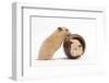 Two Golden Hamsters Playing with a China Pot-Mark Taylor-Framed Photographic Print