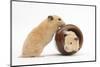 Two Golden Hamsters Playing with a China Pot-Mark Taylor-Mounted Photographic Print