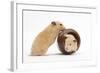 Two Golden Hamsters Playing with a China Pot-Mark Taylor-Framed Photographic Print