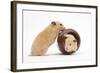 Two Golden Hamsters Playing with a China Pot-Mark Taylor-Framed Photographic Print