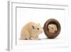 Two Golden Hamsters Playing with a China Pot-Mark Taylor-Framed Photographic Print