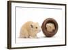 Two Golden Hamsters Playing with a China Pot-Mark Taylor-Framed Photographic Print