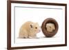 Two Golden Hamsters Playing with a China Pot-Mark Taylor-Framed Photographic Print