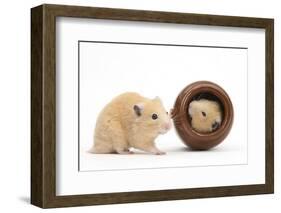 Two Golden Hamsters Playing with a China Pot-Mark Taylor-Framed Photographic Print