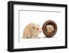 Two Golden Hamsters Playing with a China Pot-Mark Taylor-Framed Photographic Print