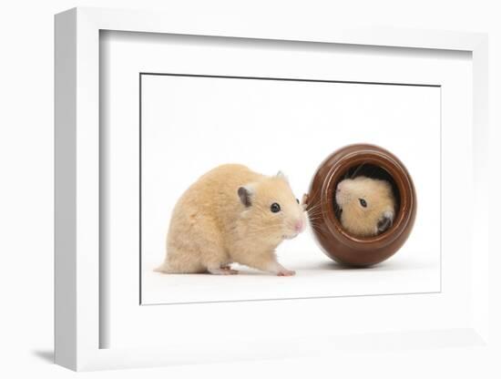 Two Golden Hamsters Playing with a China Pot-Mark Taylor-Framed Photographic Print