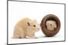 Two Golden Hamsters Playing with a China Pot-Mark Taylor-Mounted Photographic Print