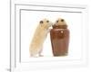 Two Golden Hamsters Playing with a China Pot-Mark Taylor-Framed Photographic Print