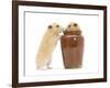 Two Golden Hamsters Playing with a China Pot-Mark Taylor-Framed Photographic Print