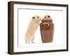 Two Golden Hamsters Playing with a China Pot-Mark Taylor-Framed Photographic Print