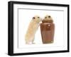 Two Golden Hamsters Playing with a China Pot-Mark Taylor-Framed Photographic Print