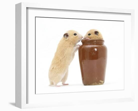 Two Golden Hamsters Playing with a China Pot-Mark Taylor-Framed Photographic Print