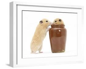 Two Golden Hamsters Playing with a China Pot-Mark Taylor-Framed Photographic Print