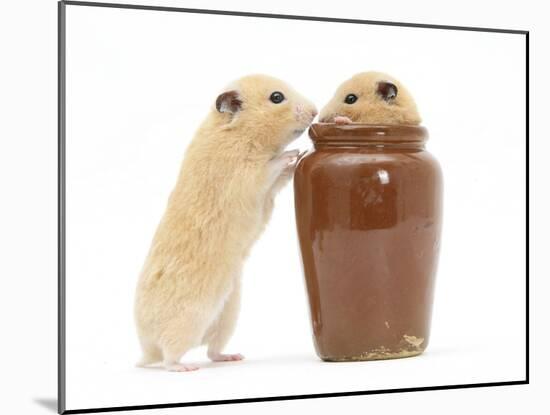 Two Golden Hamsters Playing with a China Pot-Mark Taylor-Mounted Photographic Print