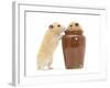 Two Golden Hamsters Playing with a China Pot-Mark Taylor-Framed Photographic Print