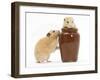 Two Golden Hamsters Playing with a China Pot-Mark Taylor-Framed Photographic Print