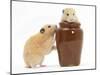 Two Golden Hamsters Playing with a China Pot-Mark Taylor-Mounted Photographic Print