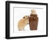 Two Golden Hamsters Playing with a China Pot-Mark Taylor-Framed Photographic Print