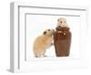 Two Golden Hamsters Playing with a China Pot-Mark Taylor-Framed Photographic Print