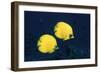 Two Golden / Masked butterflyfish, Red Sea, Eygpt-Georgette Douwma-Framed Photographic Print