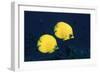 Two Golden / Masked butterflyfish, Red Sea, Eygpt-Georgette Douwma-Framed Photographic Print