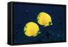 Two Golden / Masked butterflyfish, Red Sea, Eygpt-Georgette Douwma-Framed Stretched Canvas