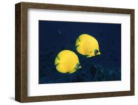 Two Golden / Masked butterflyfish, Red Sea, Eygpt-Georgette Douwma-Framed Photographic Print
