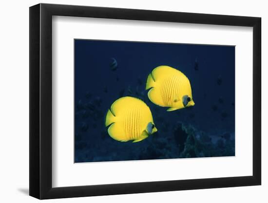 Two Golden / Masked butterflyfish, Red Sea, Eygpt-Georgette Douwma-Framed Photographic Print