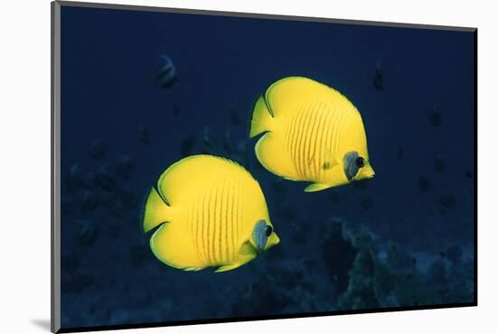 Two Golden / Masked butterflyfish, Red Sea, Eygpt-Georgette Douwma-Mounted Photographic Print
