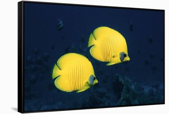 Two Golden / Masked butterflyfish, Red Sea, Eygpt-Georgette Douwma-Framed Stretched Canvas