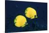 Two Golden / Masked butterflyfish, Red Sea, Eygpt-Georgette Douwma-Stretched Canvas