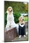 Two Golden Retriever Dogs Wedding Clothing Sitting Outdoors-kadmy-Mounted Photographic Print