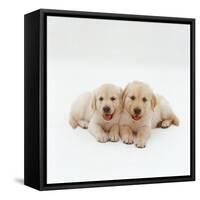 Two Golden Retriever Puppies. 6 Weeks Old, Lying Side by Side-Jane Burton-Framed Stretched Canvas