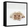 Two Golden Retriever Puppies. 6 Weeks Old, Lying Side by Side-Jane Burton-Framed Stretched Canvas