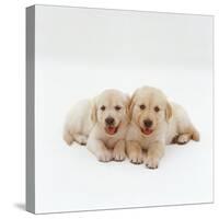 Two Golden Retriever Puppies. 6 Weeks Old, Lying Side by Side-Jane Burton-Stretched Canvas