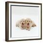 Two Golden Retriever Puppies. 6 Weeks Old, Lying Side by Side-Jane Burton-Framed Photographic Print