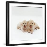 Two Golden Retriever Puppies. 6 Weeks Old, Lying Side by Side-Jane Burton-Framed Photographic Print