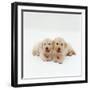 Two Golden Retriever Puppies. 6 Weeks Old, Lying Side by Side-Jane Burton-Framed Photographic Print